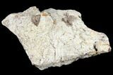 Fossil Triceratops Frill Section - North Dakota #117329-1